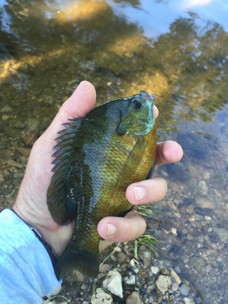 Ultralight Fly Fishing • Sulphur Creek, Lampasas Tx.